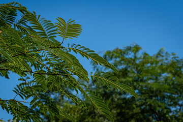 Fototapeta na wymiar Japanese acacia or pink silk tree from the Fabaceae family. Branch with delicate green leaves of Persian silk tree on blurred background of greenery and blue sky. Selective focus. North Caucasus.