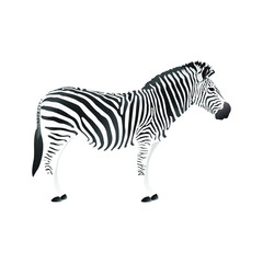 Fototapeta na wymiar Zebra Vector Illustration