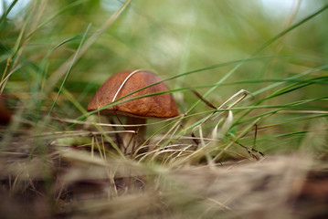 mushrooms in the grass