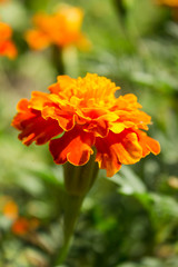 Ukrainian marigolds bloom in the sun on a flower bed