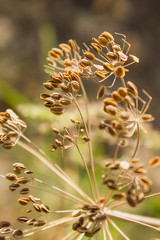 dry dill seeds grow in the garden