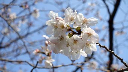 Obraz premium sakura