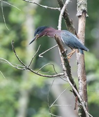 Green Heron