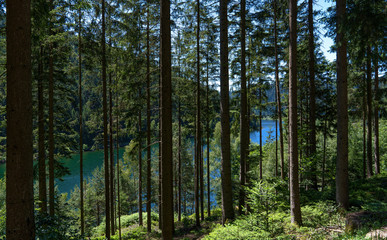 Blick durch die Bäume eines idyllischen Waldes auf einen See - aufgenommen im Schwarzwald an der Talsperre Kleine Kinzig, Deutschland 