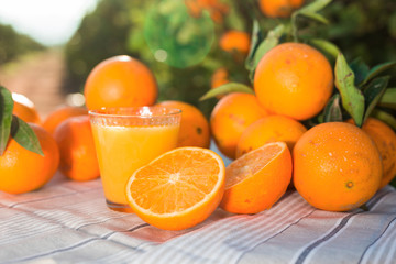Fototapeta na wymiar still life of juicy oranges and juice on table in orange garden