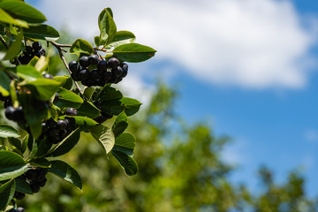 Tall bush of black chokeberry (Aronia melanocarpa). Branch of black chokeberry  with dark purple black fruits against blurred background of greenery and blue summer sky. Close-up. Selective focus.