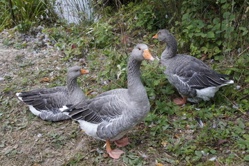 The gray goose, officially known as anser anser. Wild nature. Bird.
