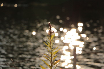 水面が照らす葉