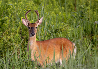 Naklejka na ściany i meble Yearling Buck in Grass Field