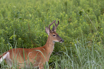 Yearling White-tailed Buck
