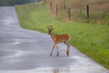 Fototapeta premium Yearling Buck on Country Road