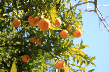 都会に咲くオレンジ