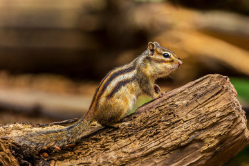 Siberian chipmunk or common chipmunk (Eutamias sibiricus) sitting on a branch