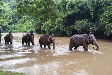 Fototapeta na wymiar mahout bathe their elephant in a river show in Chiang Dao, Chiang Mai, Thailand