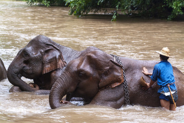 a mahout bathes his elephant in a river show in Chiang Dao, Chiang Mai, Thailand