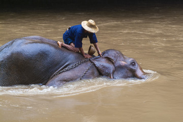 Fototapeta premium a mahout bathes his elephant in a river show in Chiang Dao, Chiang Mai, Thailand