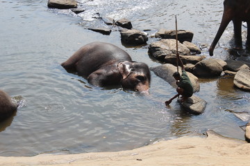 Fototapeta premium Indian man wash an elephant in the river.
