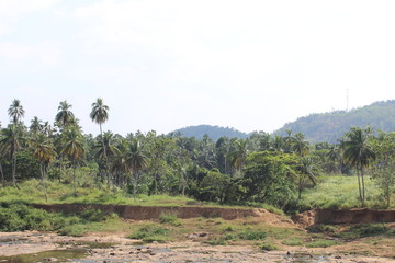Fototapeta premium Palm tree in the mountains.