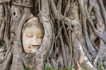Ayutthaya, Thailand - June, 22, 2020 : Buddha Head in Tree Roots in Wat Mahathat, Ayutthaya, Thailand.Phra Nakhon Sri Ayutthaya is the Unesco world heritage.