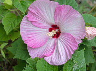 Stauden-Hibiskus mit großen Blüten © E. Schittenhelm