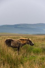 Wild Horses from Brecon Beacons National Park in Wales.