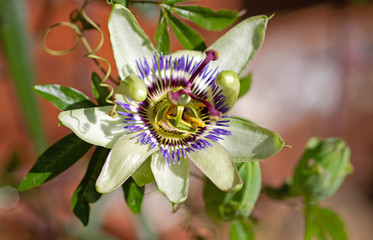 Blaue Passionsblume