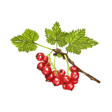 Red currant on an isolated white background. Twigs and leaves with berries. Fruit element for design. Stock vector illustration.