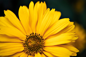 Yellow gerbera flower in the summer garden. Blurred green background. Close-up