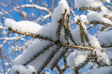 Snow on branches of Fir Abies koreana Silberlocke. Winter's tale in an evergreen landscaped garden. Close-up. Clear sunny winter day after snowfall. Nature concept for design.