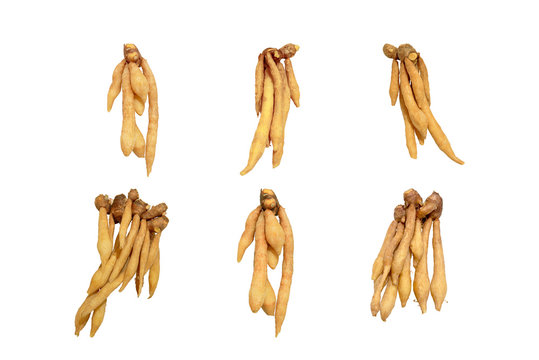 Krachai has been placed on a white background.