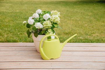 White Pot with white hydrangea flower blossom in morning garden and green background, with a green watering can on wooden floor