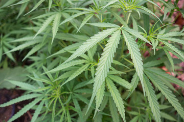 Close-up of cannabis plant growing at outdoor marijuana farm