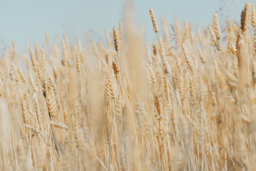 wheat field with ripe harvest against light blue sky at sunset or sunrise.  Ears of golden wheat rye close crop. agriculture landscape wallpaper.
