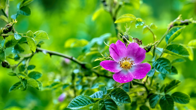 Dog rose (rosa canina) flowring among fresh summer greens with small raindrops on its petals