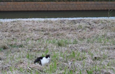 猫　白黒　河川敷　田舎　風景