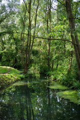Fototapeta na wymiar Swamps