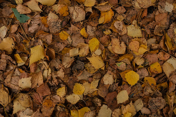 Background pattern of yellow autumn leaves