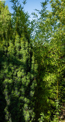 Fototapeta premium Beautiful tall bush of yew Taxus baccata Fastigiata Aurea next to path near country house. Close-up. Evergreen landscaped garden. North Caucasus nature concept for design