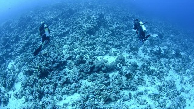 two scuba divers enjoying a dive in the Red Sea