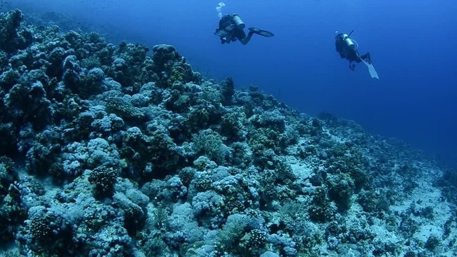 underwater coral reef with scuba divers