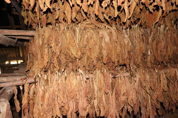 キューバのビニャーレス渓谷の農家で小屋で乾燥中のたばこの葉、政府に納めて、何割かは農家の取り分で葉巻を作り販売している