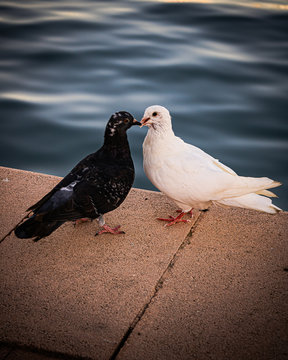 Dos palomas besandose junto al mar 