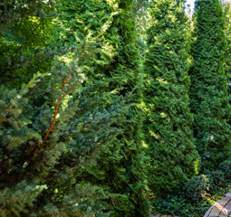 Hedge of high western thuja (Thuja occidentalis aurea) next to path along country house. In foreground is huge scaly bush of Meyeri juniper. Evergreen landscaped garden. Nature concept for design.