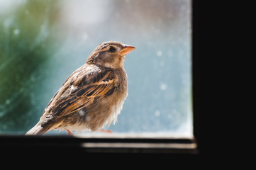 Close-up of the profile of a sparrow. Bokeh of a bird behind the window