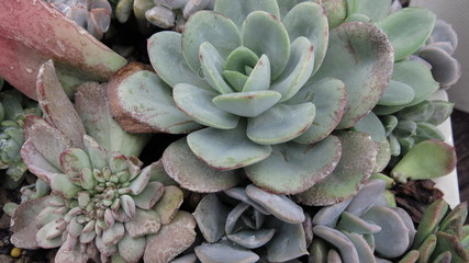 the various succulent plants are blooming in summer