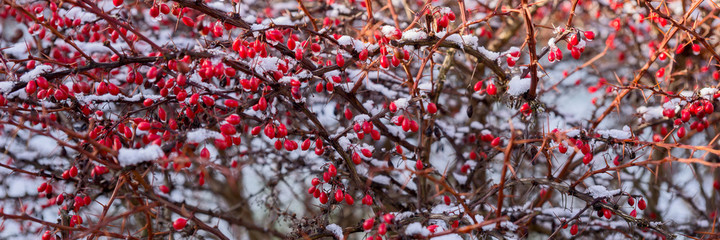 Red berries covered with snow hanging from tree branch. Panoramic image