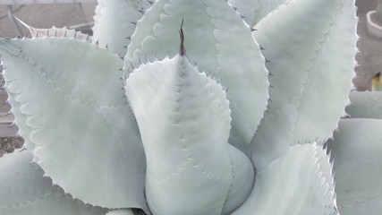 the Agave of succulent plants are blooming close up succulent plant background