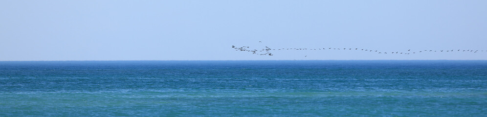 a flock of migratory birds flies by the sea