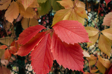 Red autumn wild grape leaves