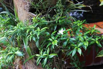 a plant with many green leaves